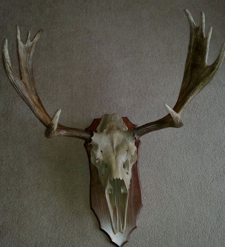 an antler taxidermy on wall